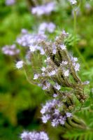 Phacelia tanacetifolia - Mauvaises herbes scorpions en été