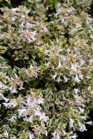Abelia x grandiflora 'Confettis'