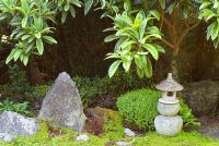 Lanterne en pierre japonaise et rochers dans le jardin avec Soleirolia soleirolii - Occupez-vous de vos affaires, Buxus et Rhododendron mature à Gwyndy Bach, Llandrygarn, Anglesey - Le jardin est ouvert pour le National Garden Scheme