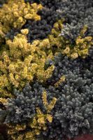 Juniperus squamata 'Blue Carpet' avec Erica carnea f. alba 'Golden Starlet'