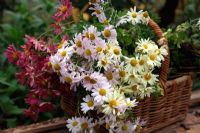 Fleurs cueillies pour la maison dans un panier en osier - Chrysanthème 'Innocence', C 'Anne Ratsey' et C 'Nancy Perry'