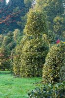 Hollies mixtes en pépinière - principalement Ilex 'Golden King' - Highfield hollies, Hampshire