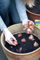 Plantation de bulbes de tulipes dans un pot en terre cuite préparé - Tulipa 'Aquila à plusieurs têtes '