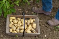 Récolte de la pomme de terre 'Belle de Fontenay'