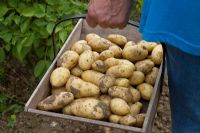 Récolte de pommes de terre 'Belle de Fontenay '