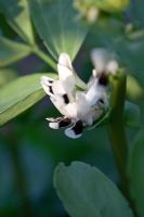 Vicia faba - Broad Bean 'Red Epicure '