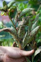 Enlever les feuilles de Paeonia infectées par la rouille de la pivoine
