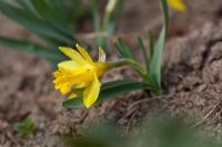 Narcissus nanus 'Midget'