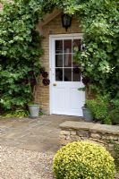 Entrée de porte d'entrée avec pot d'Aeonium 'Schwarzkopf', Vitis vinifera autour de la porte et boule Buxus - The Manor House