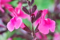 Salvia greggii 'Sucre à Glacer' - Sauge d'Automne