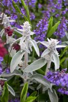 Aquilegia vulgaris var. stellata - Oreilles d'agneau, Nepeta - 'Ruby Port'