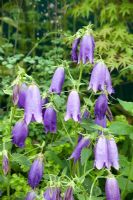 Campanula Sarastro