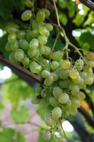 Vitis vinifera - Raisin 'Theresa' - mûrissement des fruits sur vigne d'extérieur