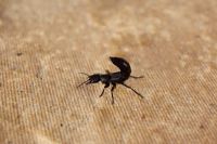 Ocypus olens - Devils Coach Horse Beetle sur dalle de béton dans une pose défensive
