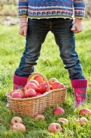 Fille avec un panier en osier plein de pommes fraîchement récoltées - Malus 'Braeburn'