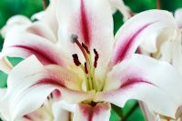 Lilium 'Nymph' - Lily, hybride d'Orienpet. Croisement entre lis oriental et trompette, juillet