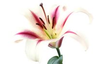 Lilium 'Nymph' - Lily, hybride d'Orienpet. Croisement entre lis oriental et trompette
