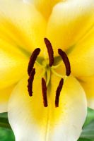 Lilium 'Manisa' - Lily, hybride d'Orienpet. Croisement entre lis oriental et trompette, juillet