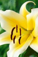 Lilium 'Manisa' - Lily, hybride d'Orienpet. Croisement entre lis oriental et trompette