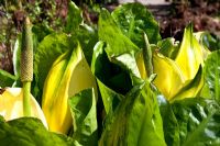 Lysichiton americanum