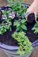 Planter un pot d'été - étape 1 - assurez-vous que toutes les plantes sont à la bonne hauteur en laissant un espace pour l'arrosage. Remplissez autour d'eux de compost