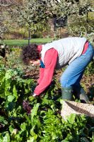 Femme jardinier cueillant l'hiver Beta vulgaris - blettes et épinards perpétuels