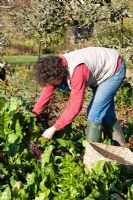 Femme jardinier cueillant l'hiver Beta vulgaris - blettes et épinards perpétuels