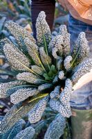 Jardinier tenant Brassica givré fraîchement coupé 'Nero di Toscana' - Black Kale