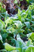 Frosty Beta vulgaris - Épinards perpétuels