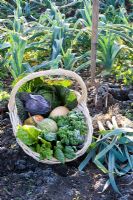 Panier de légumes d'hiver récoltés dont Brassicas - Choux, Beta vulgaris - Chard et Cucurbita - Courge aux poireaux dans un jardin givré
