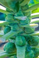 Brassica oleracea - Choux de Bruxelles