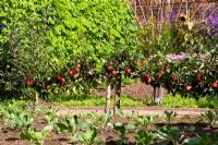 Malus - Apple 'Red Devil '. RHS Garden Rosemoor, Great Torrington, Devon, Royaume-Uni