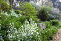 Parterre de printemps avec Hesperis blanc et banc - The Old Rectory, Netherbury, Dorset NGS