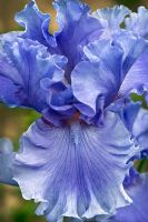 Iris germanica 'Partager l'esprit' - Iris barbu allemand