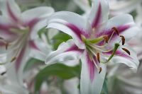 Lilium 'Starburst Sensation' - Lis hybride Orienpet