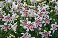 Lilium 'Starburst Sensation' - Lis hybride Orienpet