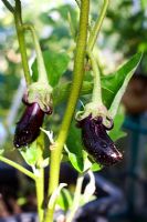 Solanum melongena - jeune aubergine en pot en serre