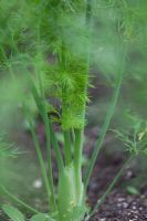 Foeniculum vulgare Azoricum Group - Fenouil de Florence