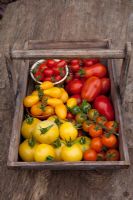 Assortiment de Tomates - Types Centiflor, Cherry et Salade en bois trug