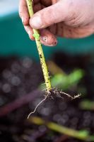 Boutures de feuillus de Cornus - Cornouiller - lorsqu'elles montrent des signes de croissance (en suivant l'automne), renverser et replanter les plantes individuelles