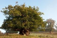 Quercus petraea - Chêne sessile ancien, étêté - Cowdray Park, Sussex