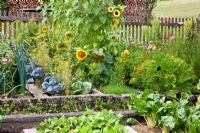 Entouré d'une clôture en bois, de fleurs et de légumes dans un jardin d'agriculteur allemand - Cosmos, Helianthus annuus, Allium porrum, Tagetes, Zinnia, Chards et Dill