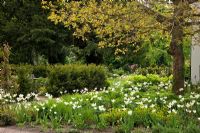 Sous le noyer, des tulipes à fleurs blanches. Les autres plantations comprennent - Euphorbia amygdaloides 'Rubra', Juglans regia, Taxus baccata et Tulipa viridiflora 'Spring Green' - Jens Tippel