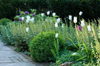 Sphère Buxus, Tellima grandiflora, Tulipa 'Negrita' et Tulipa 'White Triumphator' - Jens Tippel