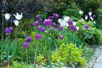Détail d'un parterre de fleurs au printemps avec Arabis procurrens, Euphorbia amygdaloides 'Rubra', Physocarpus opulifolius 'Diabolo', Tulipa 'Negrita' et Tulipa 'White Triumphator' - Jens Tippel