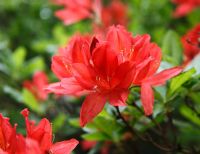 Rhododendron 'Hugo Hardijzer'