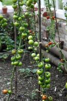 Feuilles inférieures retirées des plants de tomates pour permettre aux fruits de mûrir