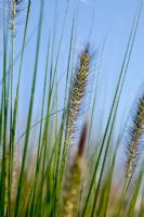 Pennisetum 'Cassian's Choice' - Farrs, Dorset