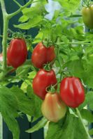 Cultivar de tomates italiennes 'Roma'
