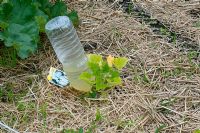 Bouteille en plastique réutilisée utilisée comme système d'arrosage goutte à goutte dans un jardin potager